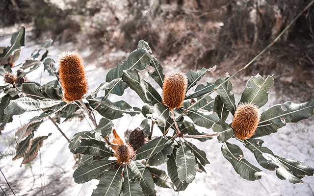 Banksia