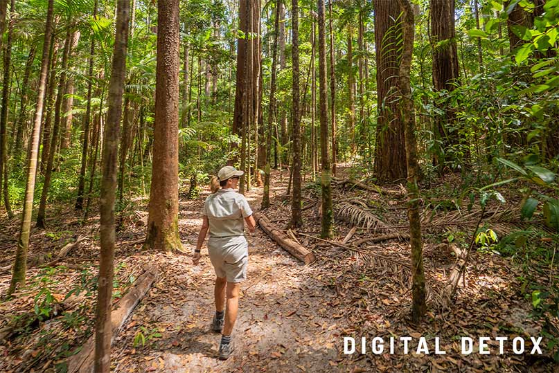 Fraser Island Rainforest