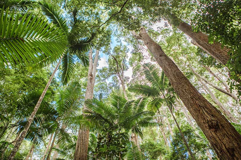 Fraser Island Rainforest