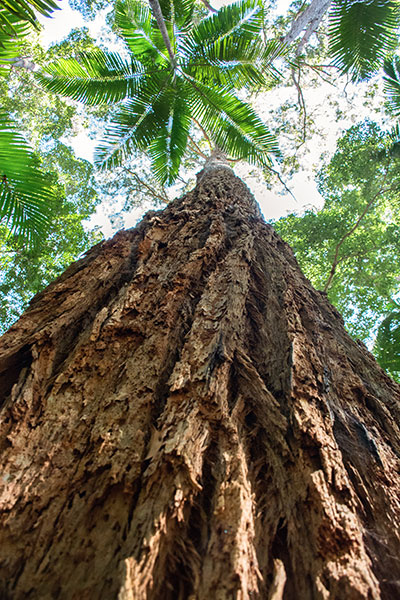 Fraser Island rainforest