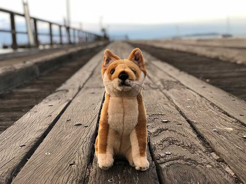 Fraser Island Dingo on duty, awaiting royal visit