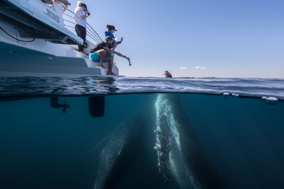 Fraser + Tour + Whales