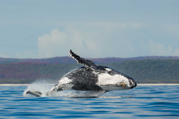 Early Bird Whales