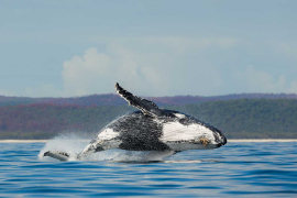 Early Bird Whales