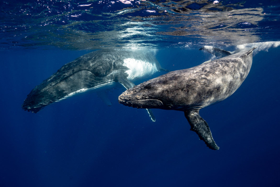 Early Bird Whale Retreat